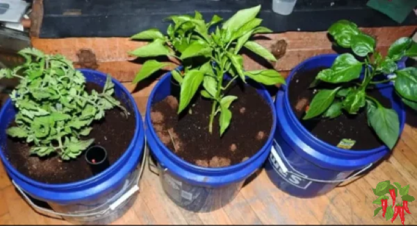 Choosing the Right Plants For Containers - Peppers and Tomato 5 Gallon Bucket Planters