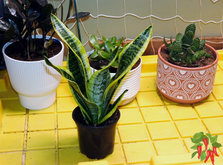Start Small With Indoor Gardening for Beginners - Choose easy plants