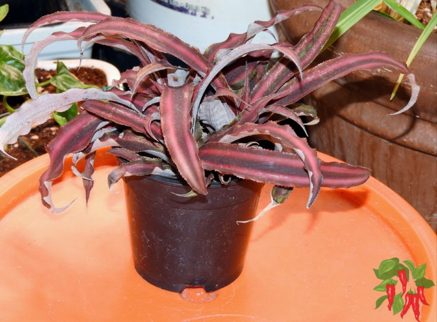 Why Indoor Plants Slow Down in Winter - Earth Star